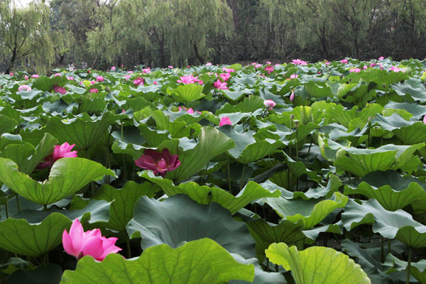 扬州茱萸湾风景区扬州动植物园